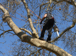 Élagage d'arbre Challans